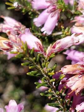 Image of Erica australis L.