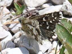 Image of Alpine Grizzled Skipper