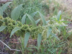 Image of stinging nettle