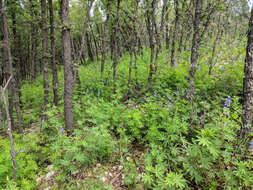 Image of White Mountain lupine