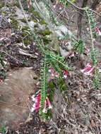 Image of Epacris longiflora Cav.