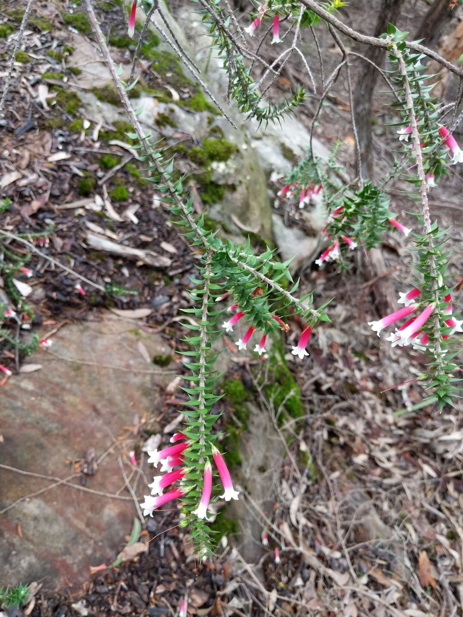 Image of Epacris longiflora Cav.