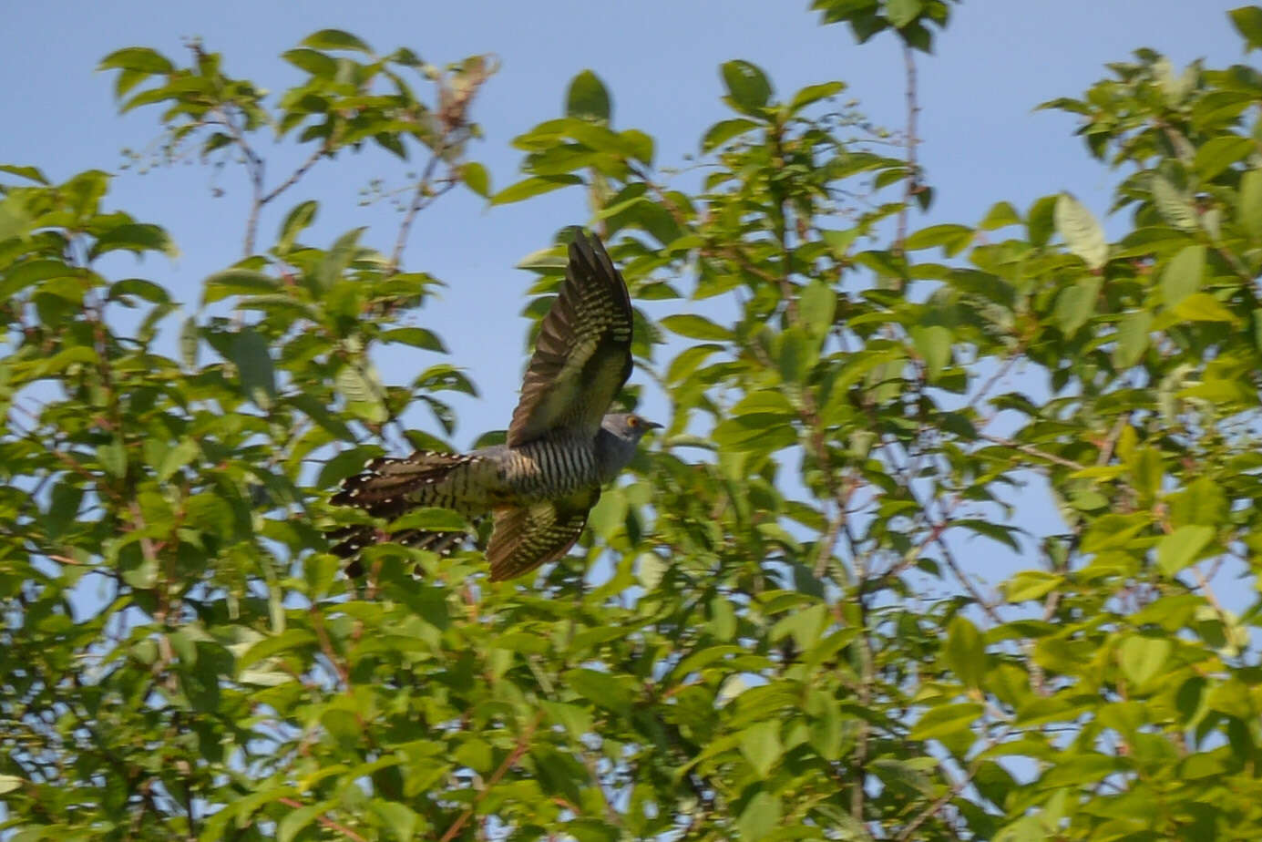 Image of Oriental Cuckoo