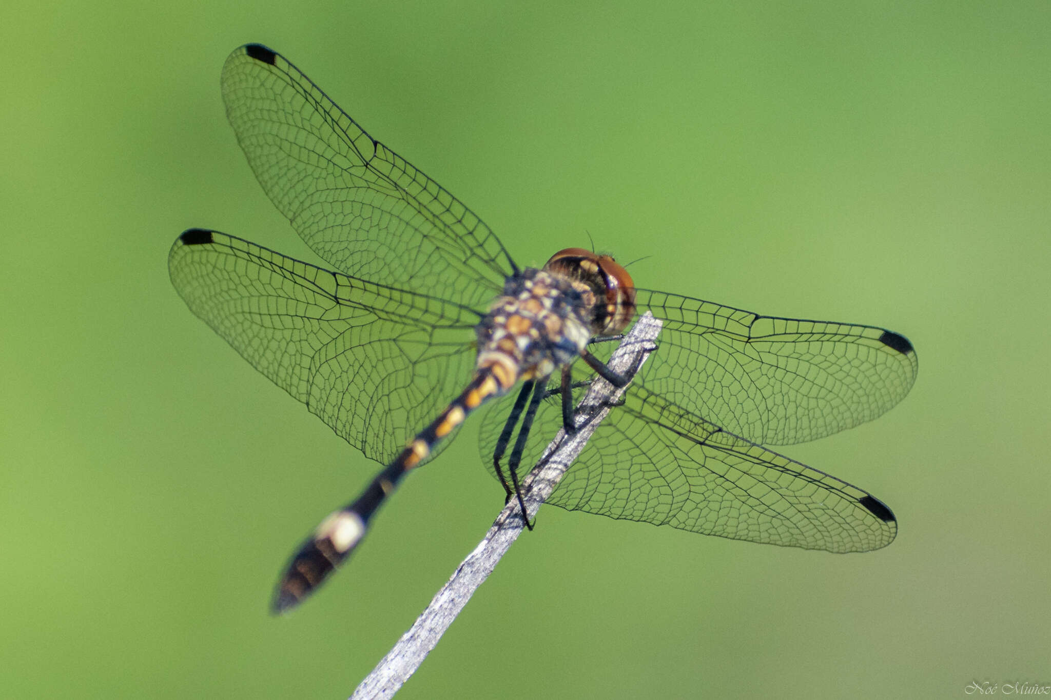 Image of Micrathyria ocellata Martin 1897