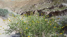 Sivun Encelia frutescens (A. Gray) A. Gray kuva