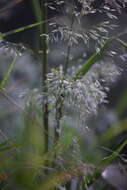 Image of Trisetum virletii E. Fourn.