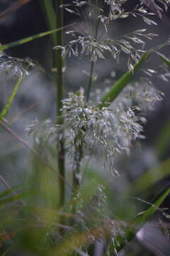 Image of Trisetum virletii E. Fourn.