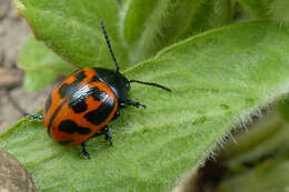 Image of Swamp Milkweed Leaf Beetle