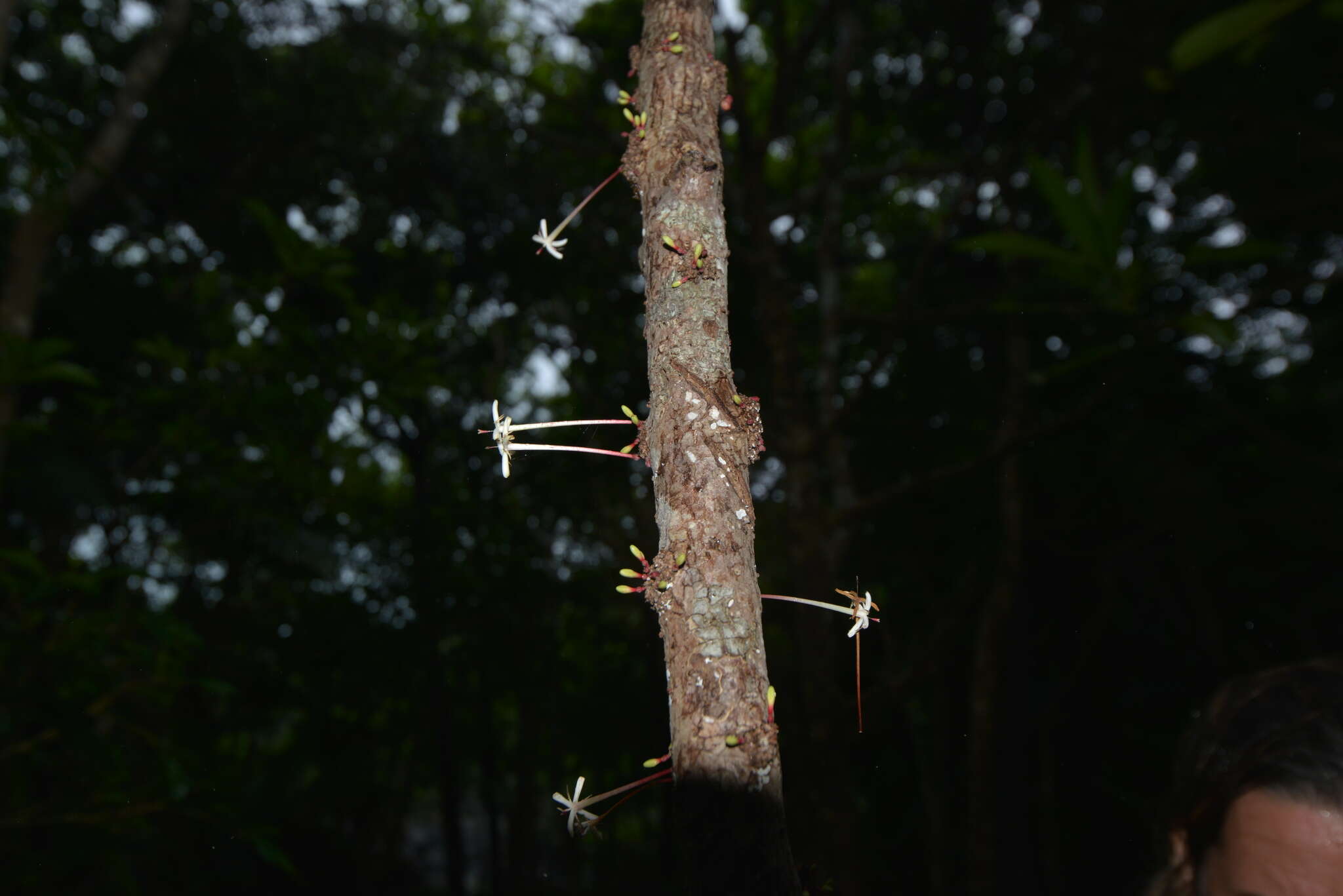 Image of Ixora cauliflora Montrouz.