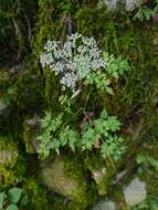 Image of Angelica polymorpha Maxim.