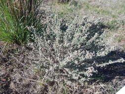 Image of <i>Helichrysum <i>asperum</i></i> var. asperum