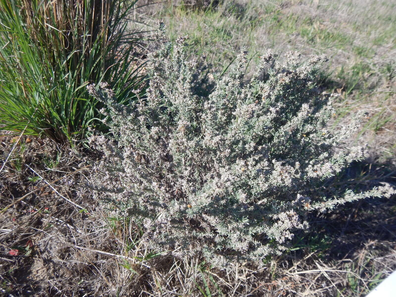 Image of <i>Helichrysum <i>asperum</i></i> var. asperum