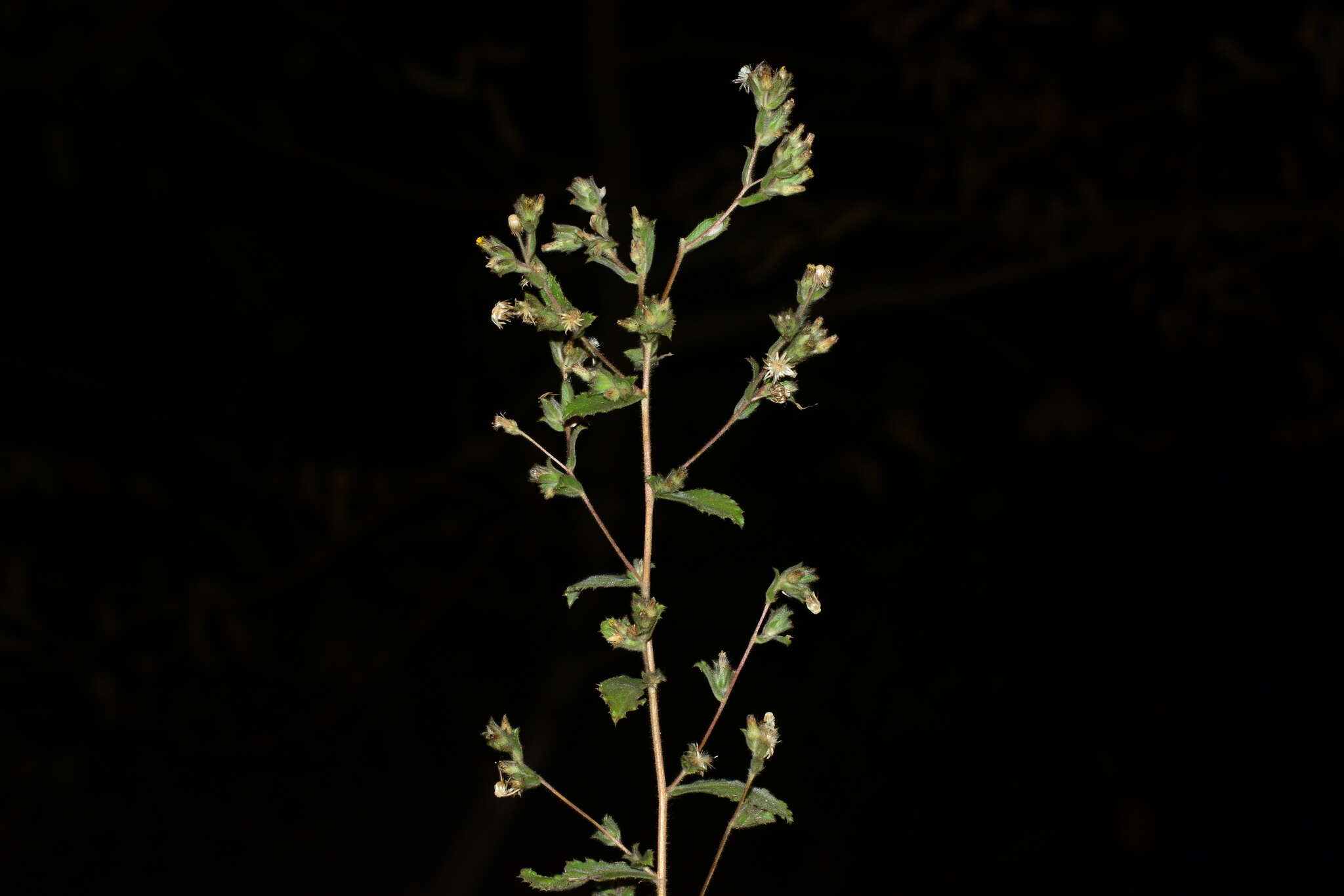 Image of Blumea belangeriana DC.