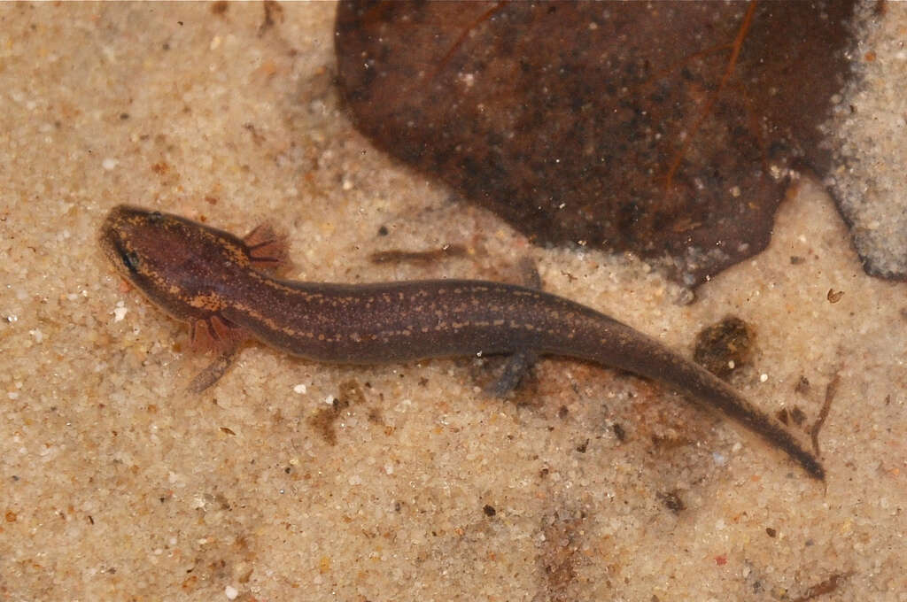 Image of Gulf Coast Waterdog