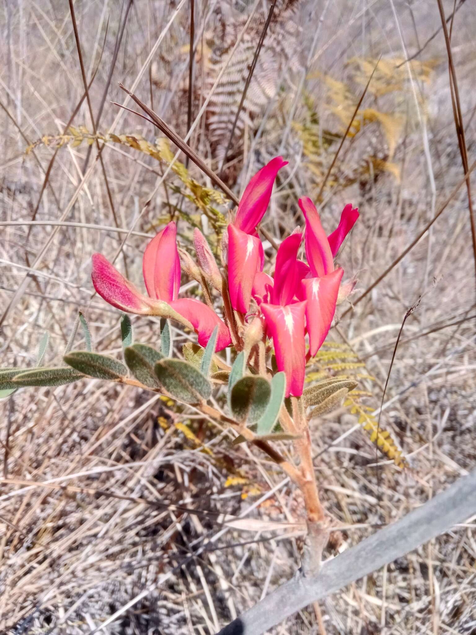 Imagem de <i>Pyranthus ambatoanus</i>