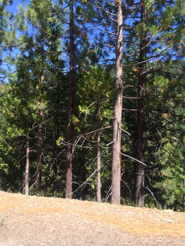 Image of Incense-cedar