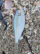 Image of Guiana Herring