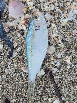 Image of Guiana Herring