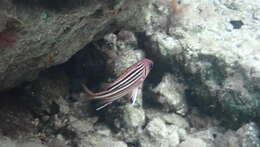 Image of Red Striped Squirrelfish