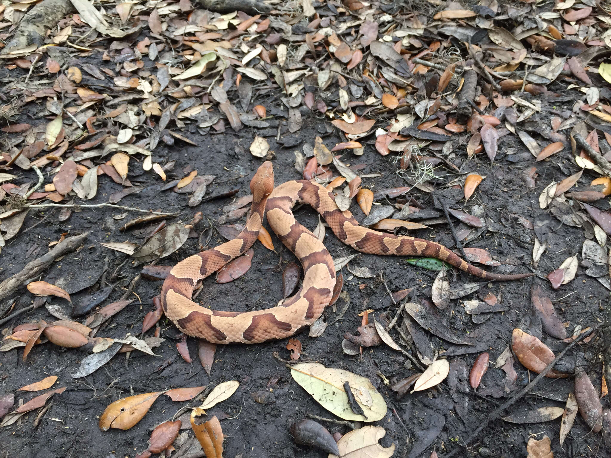 Image of Copperhead