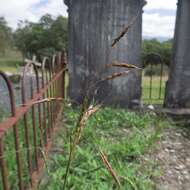 Imagem de Sorghum leiocladum (Hack.) C. E. Hubb.