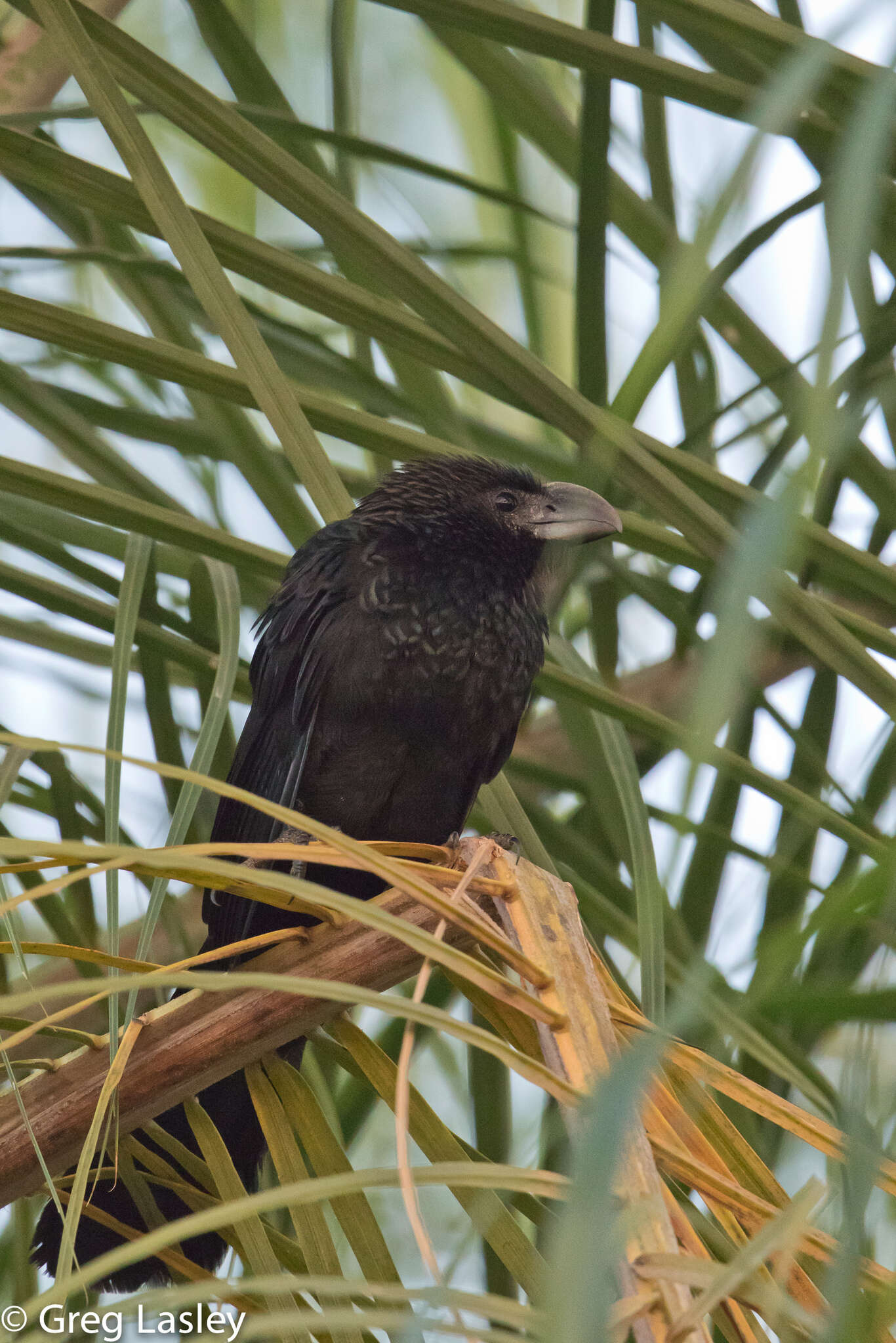 Imagem de Crotophaga Linnaeus 1758