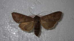 Image of Pale shining brown moth