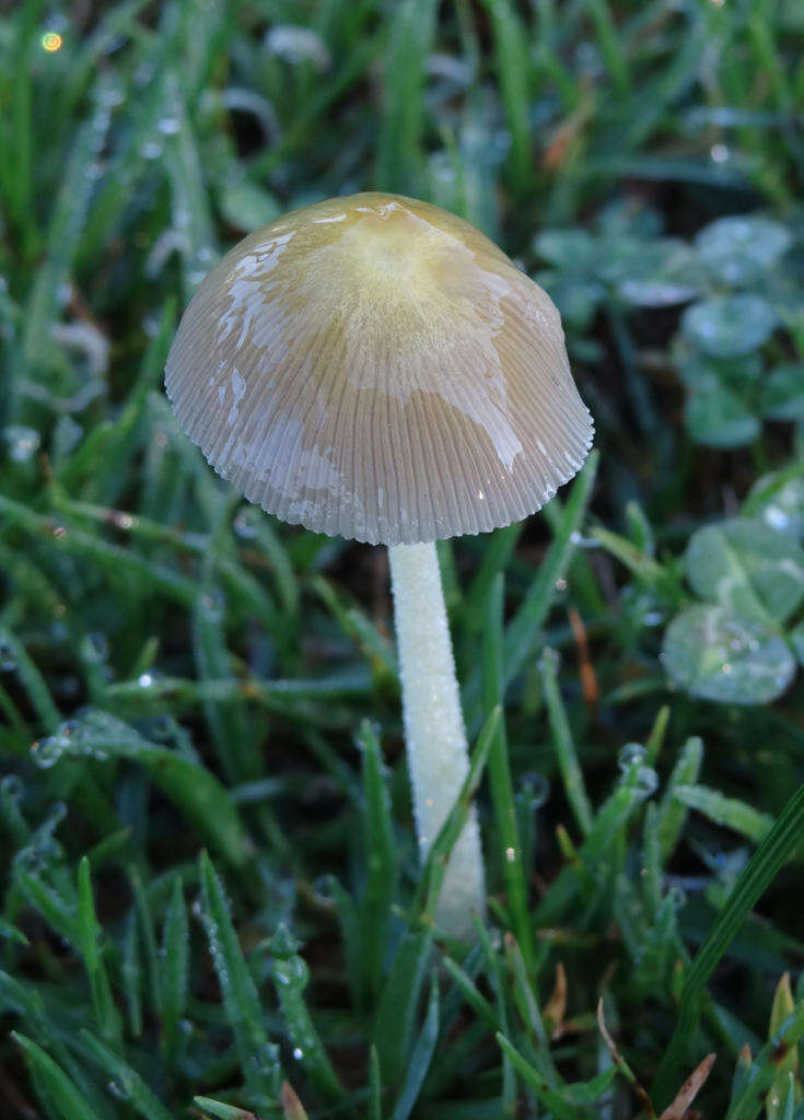 Image of Yellow Fieldcap