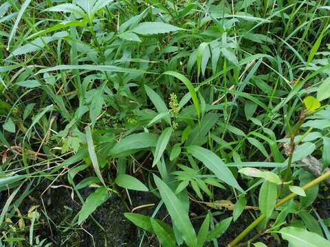 Rumex verticillatus L. resmi