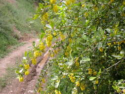 Image de Berberis integerrima Bge.