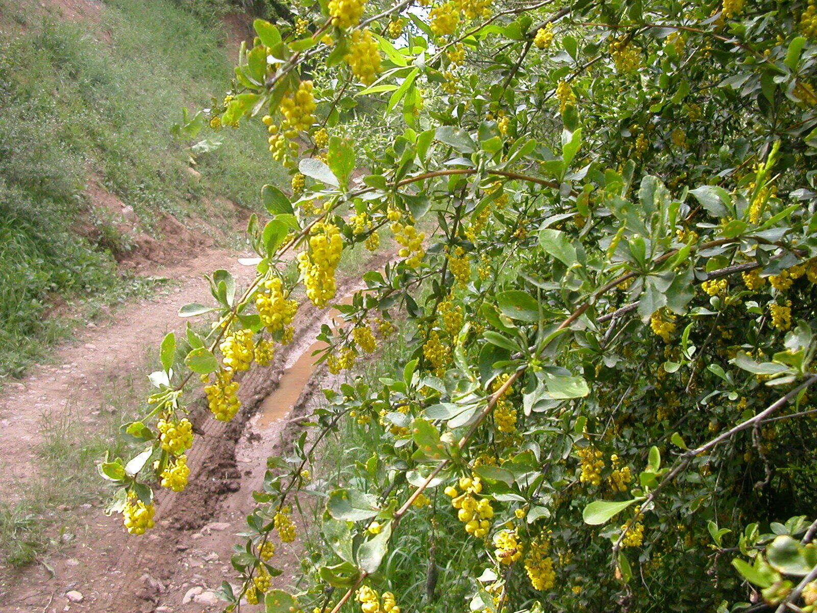 Image of Berberis integerrima Bge.