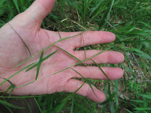 Imagem de Muhlenbergia utilis (Torr.) Hitchc.