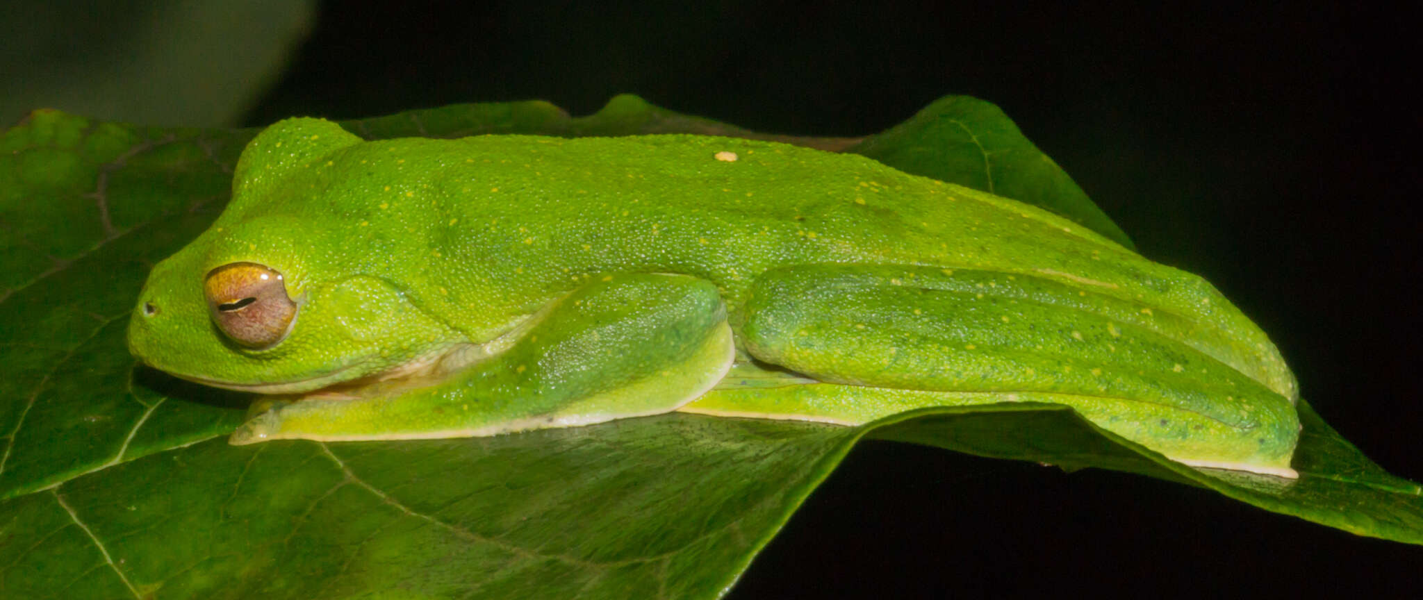 Image of Malabar Gliding Frog