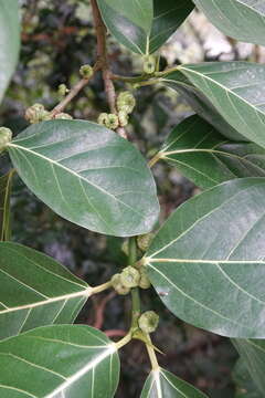 Image of Ficus septica Burm. fil.