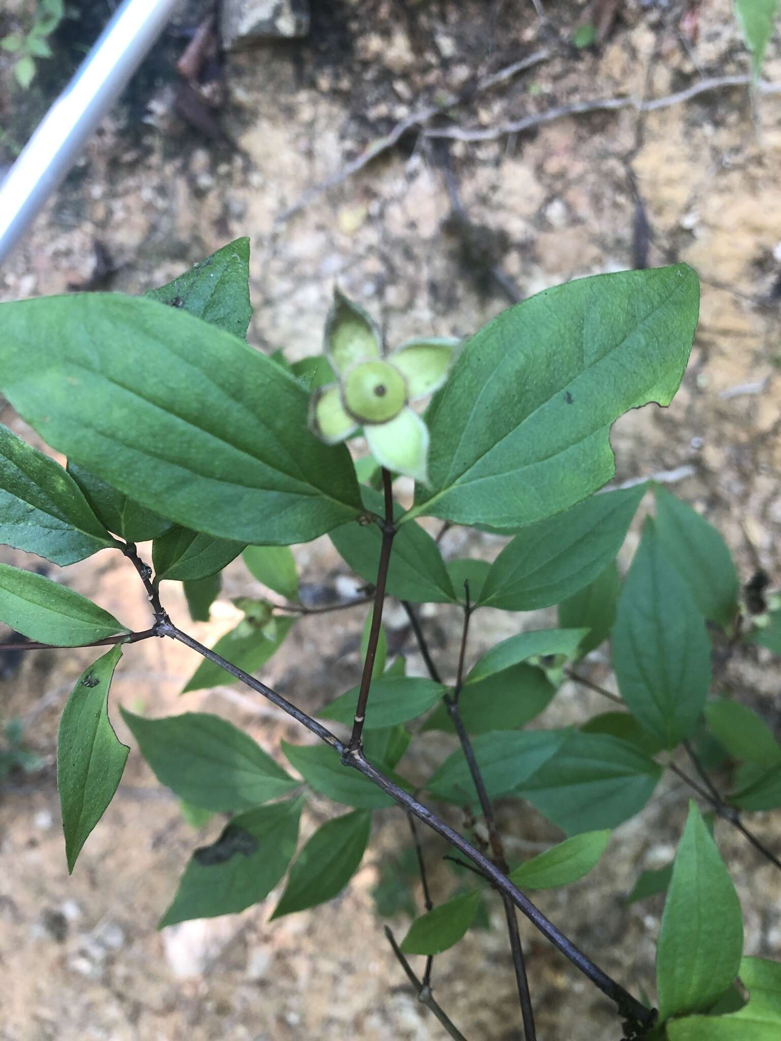 Image of scentless mock orange