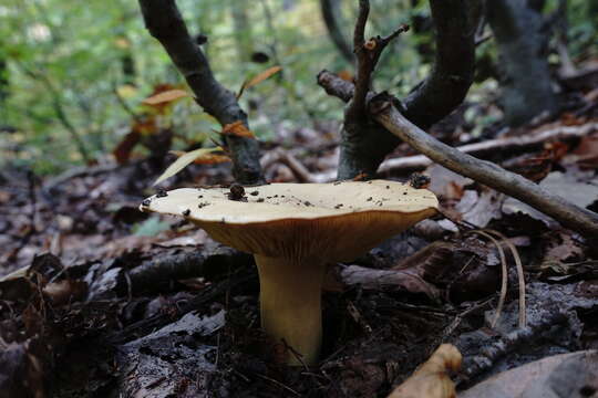 Image of Tricholoma frondosae Kalamees & Shchukin 2001