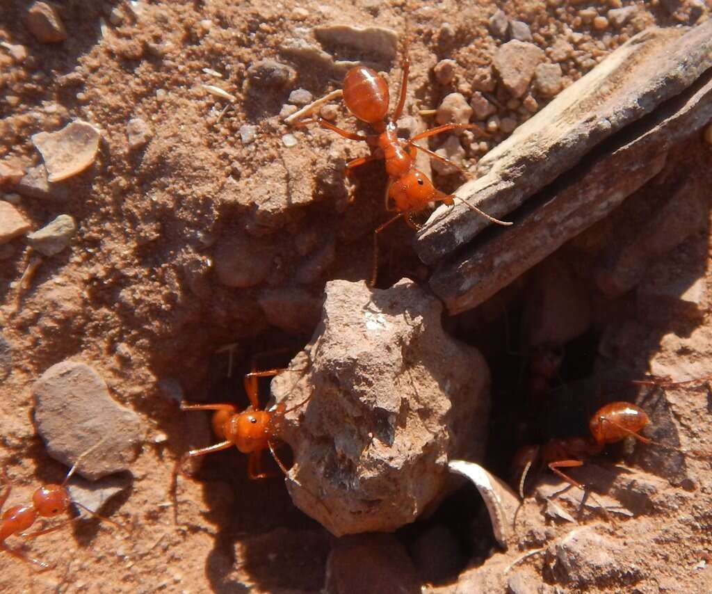 Imagem de Melophorus bagoti Lubbock 1883