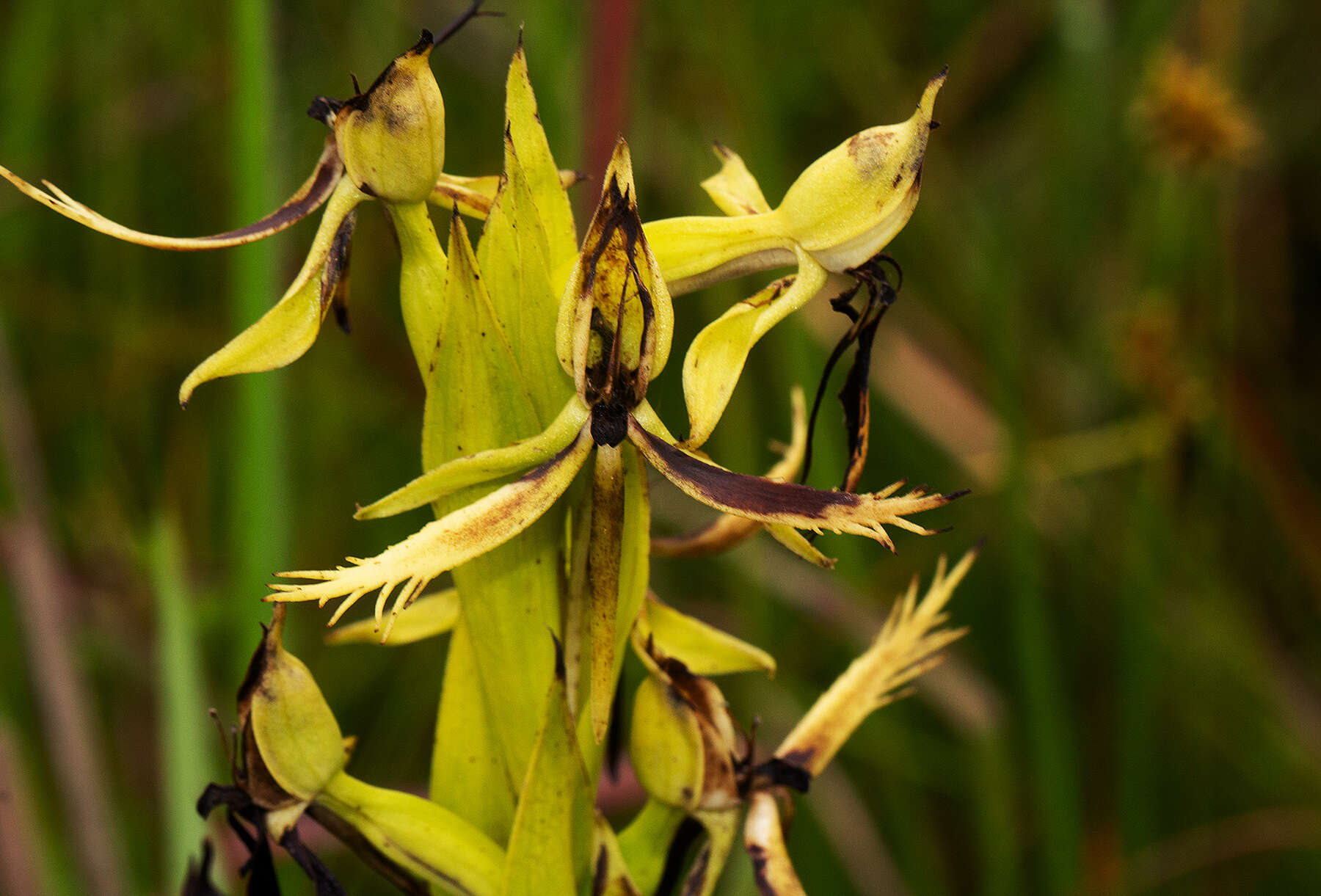 Image of Centrostigma clavatum Summerh.