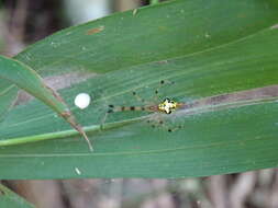 Image of Chrysso scintillans (Thorell 1895)