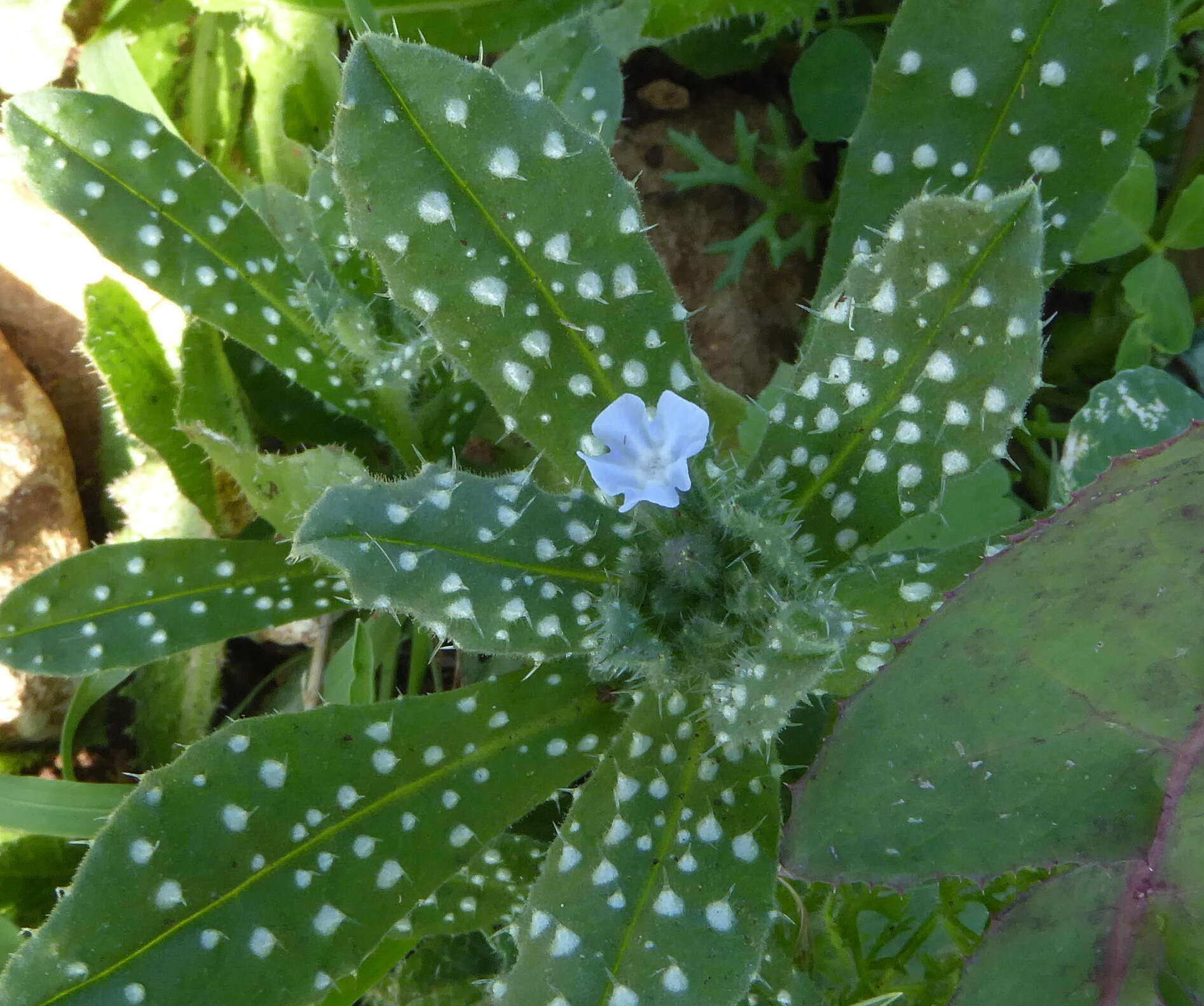 Image of Melanortocarya obtusifolia (Willd.) Selvi, Bigazzi, Hilger & Papini