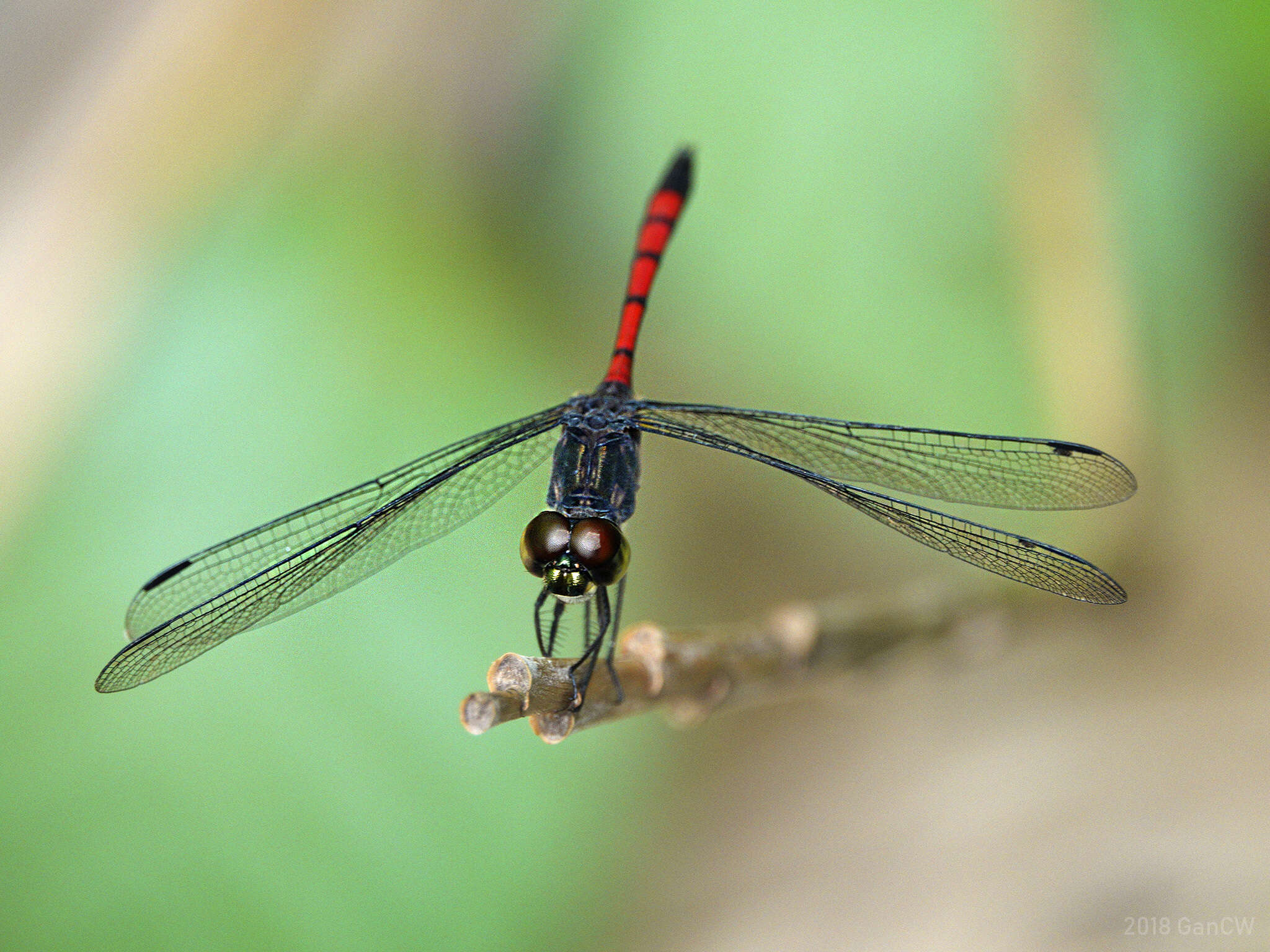 Image de Agrionoptera insignis (Rambur 1842)