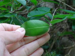 Sivun Syzygium levinei (Merr.) Merr. & L. M. Perry kuva