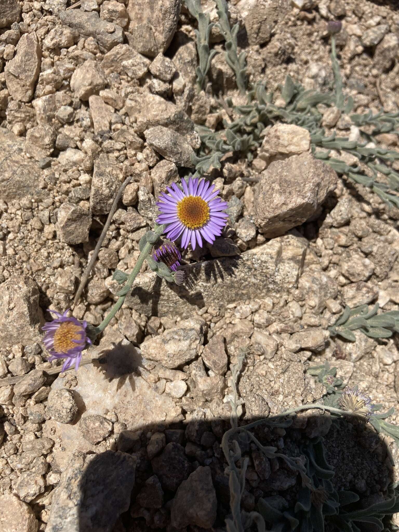 Image of Brewer's fleabane