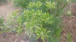 Image of Suksdorf's desertparsley