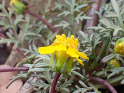 Image of Mt. Hamilton tickseed