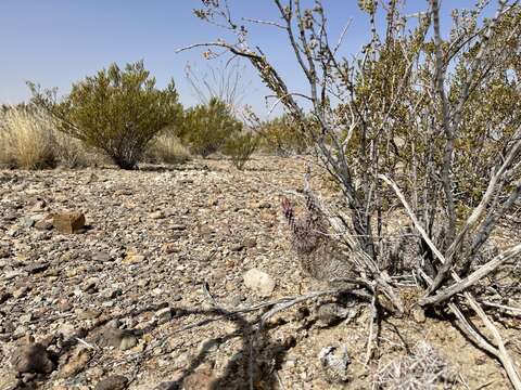 Image of Chisos Mountain hedgehog cactus