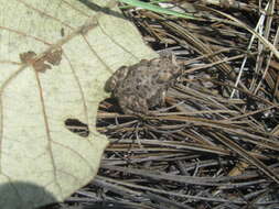 Image of Anaxyrus mexicanus (Brocchi 1879)