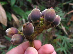 Image de Pourouma guianensis Aubl.