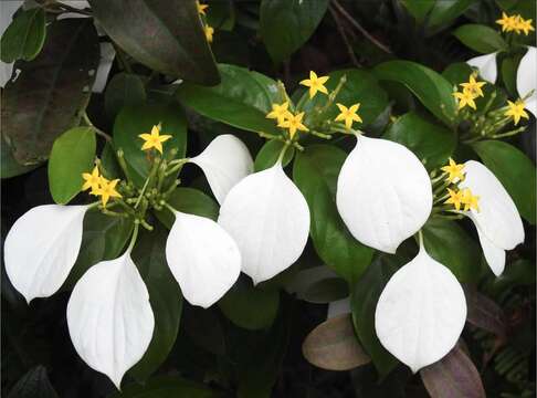 Image of Mussaenda pubescens Dryand.