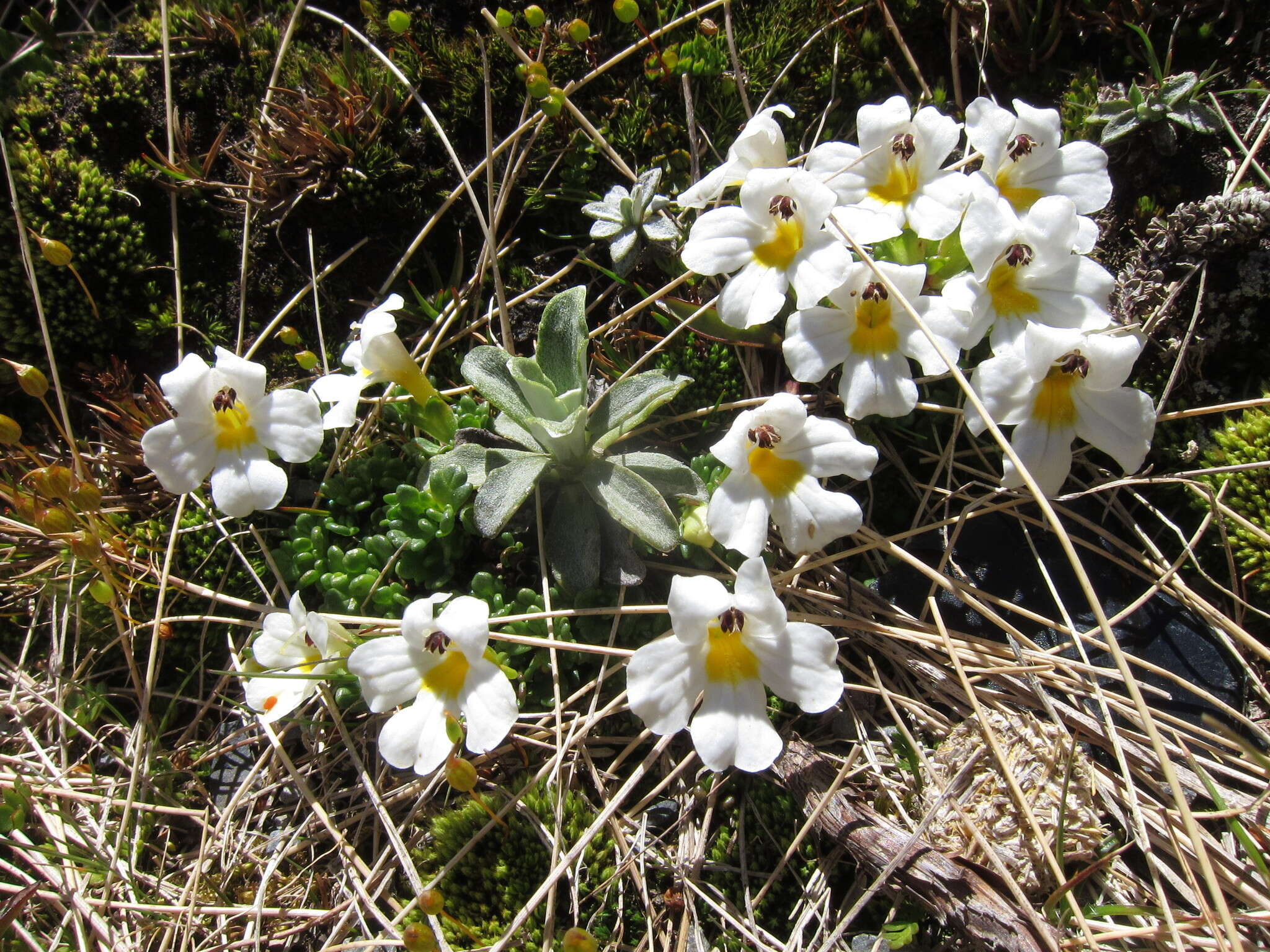 Imagem de Euphrasia revoluta Hook. fil.